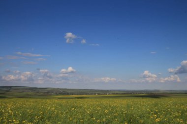 Sarı çimenli güzel bir manzara.