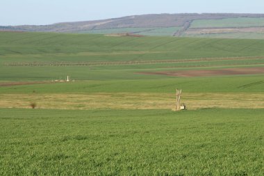 Yeşil alanlar ve çayırlar