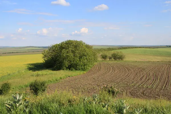 Buğday tarlası. buğday tarlası. Buğday tarlası. Buğday kulakları. Buğday tarlası. buğday kulakları.