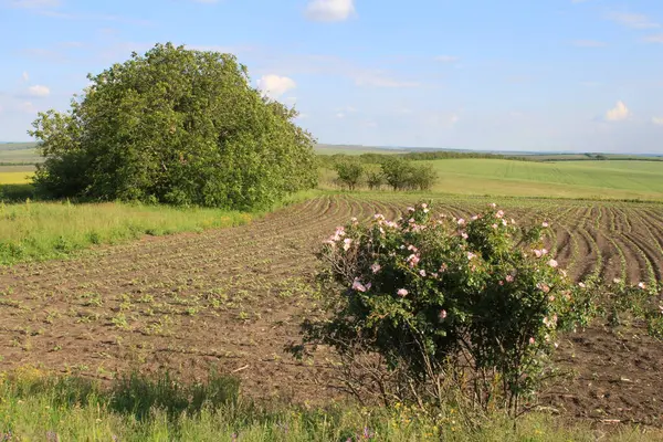 Olgun, genç, genç, yeşil, olgun, beyaz buğday, mavi gökyüzü, yaz