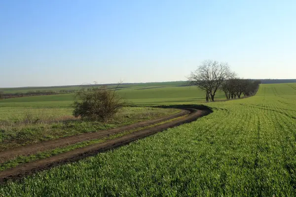 yeşil alanlar, ağaçlar, gökyüzü