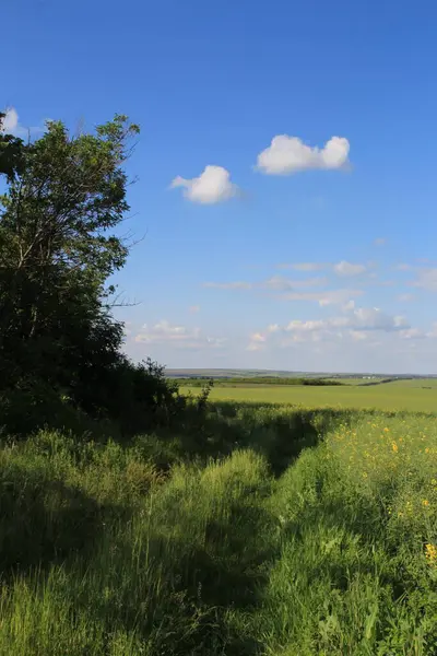 Yeşil çimenler ve ağaçlarla kaplı yaz manzarası