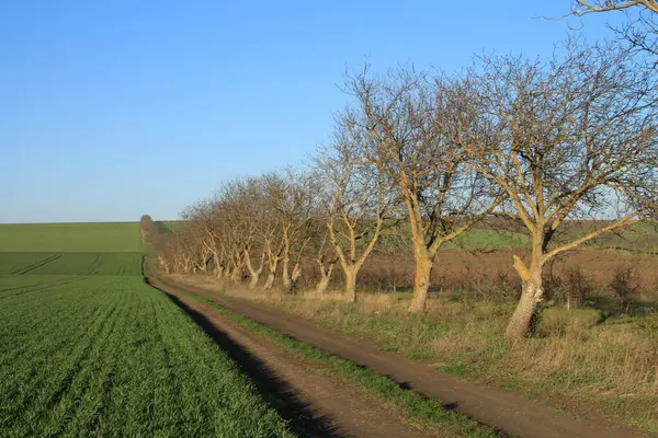 Kırsal kesimde köy yolu