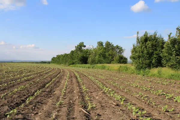 Mavi gökyüzü ile yeşil mısır tarlası