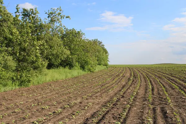 Rusya 'daki genç buğday tarlası