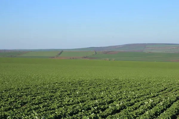 yeşil buğday ve mavi gökyüzü alanı