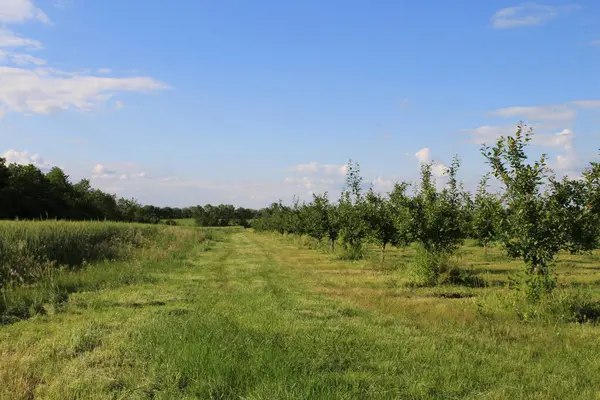 elma bahçesi yaz aylarında.