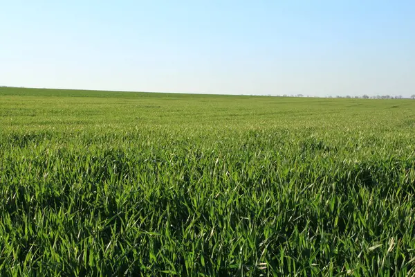 Mavi gökyüzü ile yeşil alan