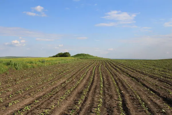 tarım tarlaları, yeşil buğday bitkileri