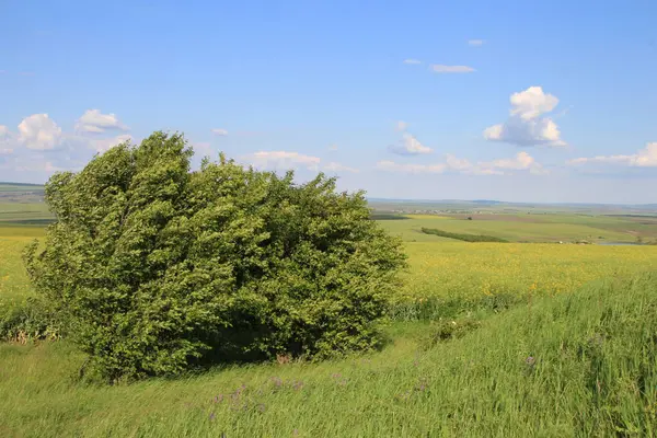 Yeşil tarla ve bulutlu mavi gökyüzü