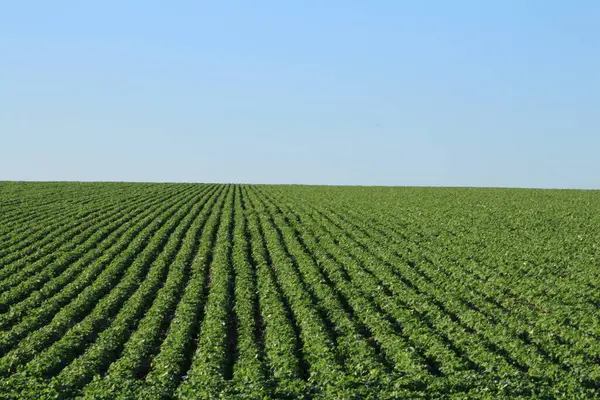 yeşil buğday tarlası, mavi gökyüzü