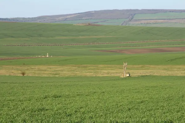 Yeşil alanlar ve çayırlar