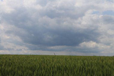 yeşil tarla ve mavi gökyüzü