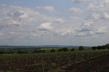 Ağaçlar ve mavi gökyüzü olan güzel bir manzara.