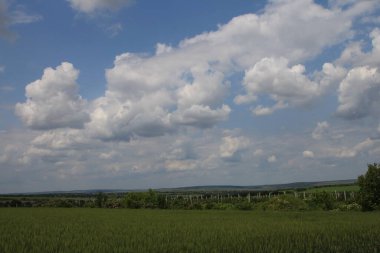 Yeşil çimenli güzel yaz manzarası
