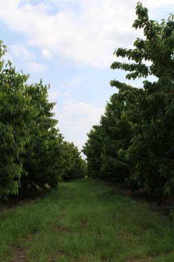 Bahçedeki yeşil elmalar