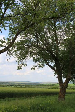 bir ağaç alanında
