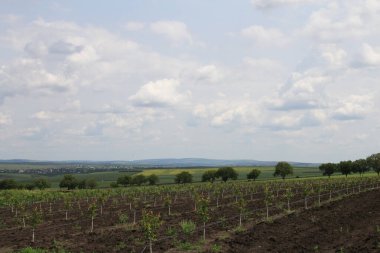 Yazın üzüm bağı.