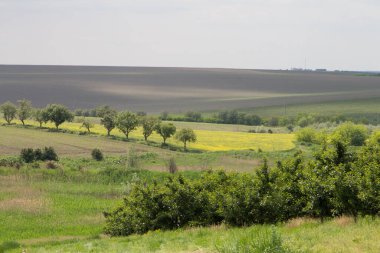 Çiçek açan ağaçlar, güzel dijital fotoğraf