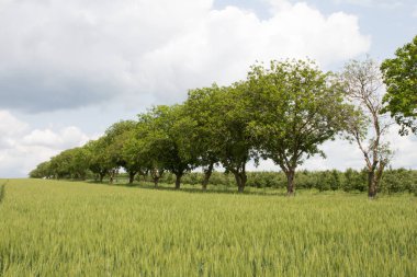 ağaçlar yeşil yaprakları ile