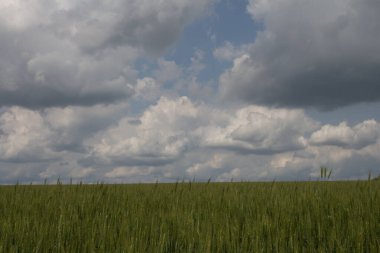 Beyaz bulutlu güzel bir tarla