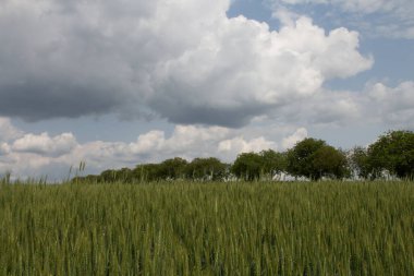 beyaz bulutlar ile güzel bir yeşil alan