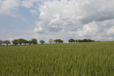Buğday tarlası ve mavi gökyüzü