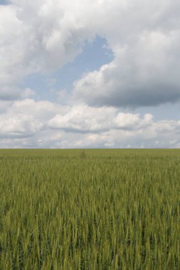 yeşil tarla ve mavi gökyüzü