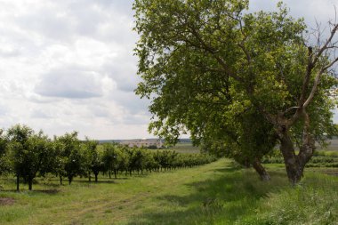 Mavi gökyüzünün altındaki bir üzüm bağının dikey görüntüsü.