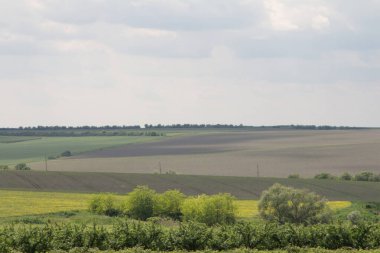 Ağaçları ve mavi gökyüzü arkaplanı olan güzel yeşil tarla