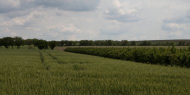 Mavi gökyüzü ile yeşil üzüm bağları