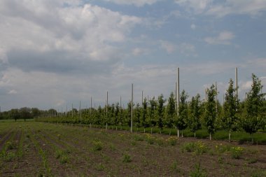 İlkbaharda bir tarlada büyüyen ağaçlar