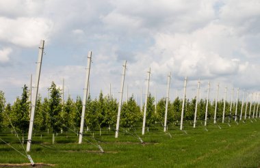 İlkbaharda sıra sıra ağaçlarla dolu elma bahçesi.