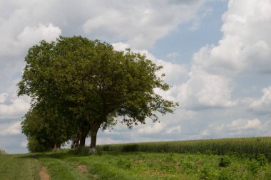Kırsal alanda yeşil alan