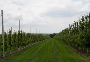 İlkbaharda elma ağaçlarının manzarası