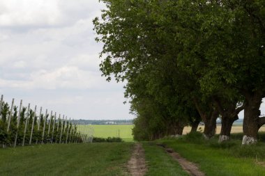 Ağaçları ve mavi gökyüzü olan güzel bir manzara.
