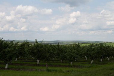 Mavi gökyüzü arkaplanlı elma ağaçları