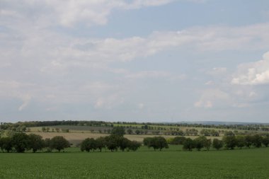 Buğday tarlası olan güzel bir manzara.