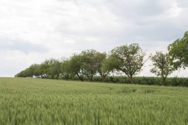 Yazın yeşil çimen
