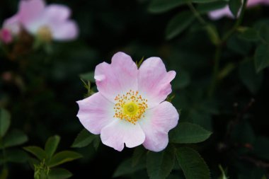 Bahçedeki güzel pembe güller