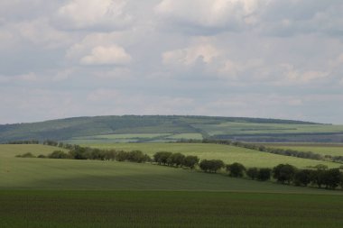 yeşil buğday tarlaları