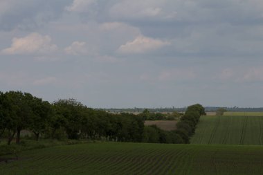 Buğday tarlası ve bulutlu arkaplanı olan mavi gökyüzü..