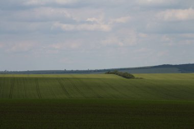 yeşil buğday tarlaları
