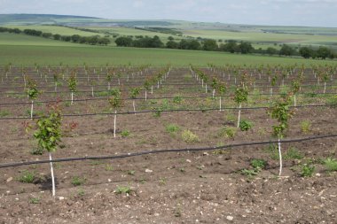 Üzüm bağında sıra sıra üzüm.