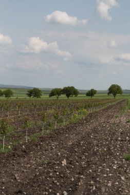 Tarlanın ortasındaki üzüm bağları