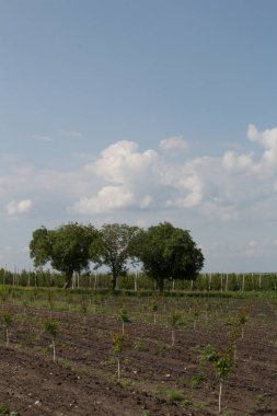 Ormanda yeşil ağaçlar