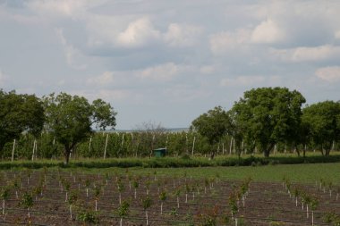 Bağdaki yeşil ağaçlar