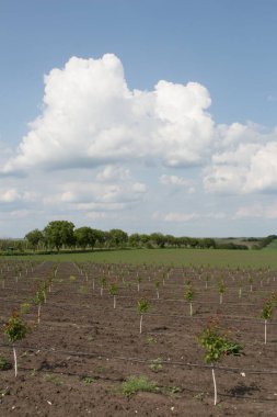 yaz günü alanında