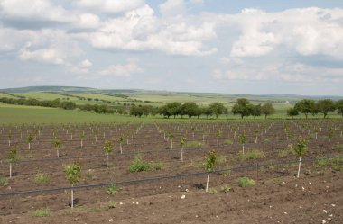 Yeşil tarla ve bulutlu mavi gökyüzü