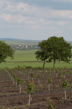 Doğanın güzel manzarası